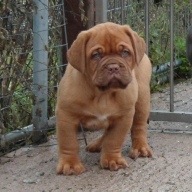 dogue de bordeaux puppies