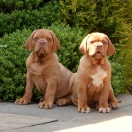 dogue de bordeaux