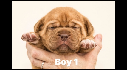 dogue de bordeaux puppies