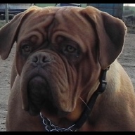 dogue de bordeaux semen