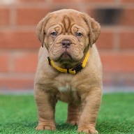 dogue de bordeaux fertility scan