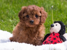 Cavapoo puppies