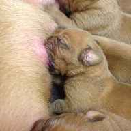 dogue de bordeaux puppies
