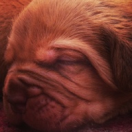 dogue de bordeaux puppies
