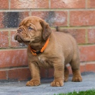 dogue de bordeaux fertility scan