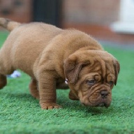 dogue de bordeaux fertility scan