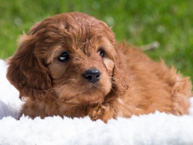 Cavapoo puppies