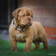 dogue de bordeaux fertility scan