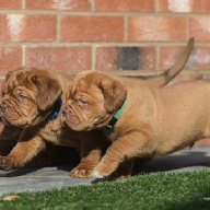 dogue de bordeaux fertility scan