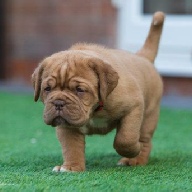 dogue de bordeaux fertility scan