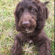 Donna jay's French Bulldogs and Chihuahua's