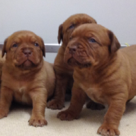 dogue de bordeaux puppies
