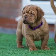dogue de bordeaux fertility scan
