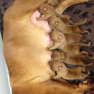 dogue de bordeaux puppies