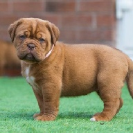 dogue de bordeaux fertility scan