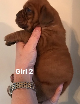 Donnajays Doge De Bordeaux