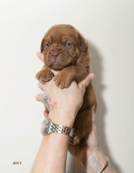 Donnajays Doge De Bordeaux