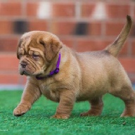 dogue de bordeaux fertility scan