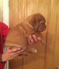 dogue de bordeaux puppies