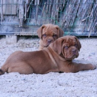 dogue de bordeaux microchipping
