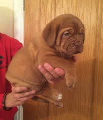 dogue de bordeaux puppies