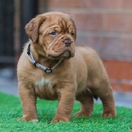 dogue de bordeaux fertility scan