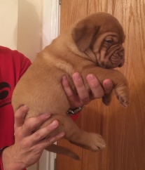 dogue de bordeaux puppies