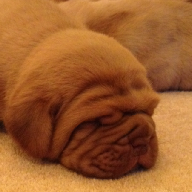 dogue de bordeaux puppies