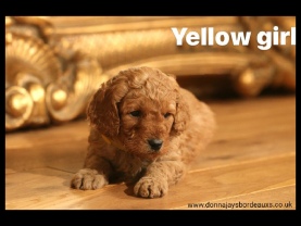Cavapoo puppies