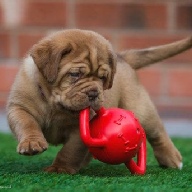 dogue de bordeaux fertility scan