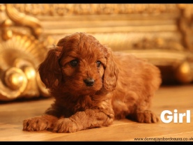 Cavapoo puppies