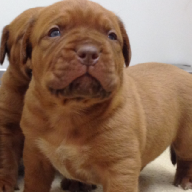 dogue de bordeaux puppies