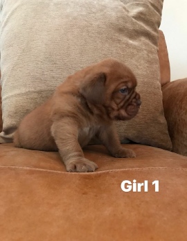 Donnajays Doge De Bordeaux