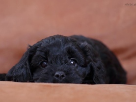 Cavapoo puppies