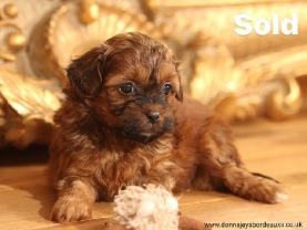 Cavapoo puppies