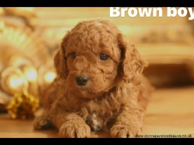 Cavapoo puppies
