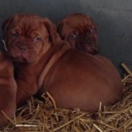 dogue de bordeaux puppies