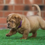 dogue de bordeaux fertility scan