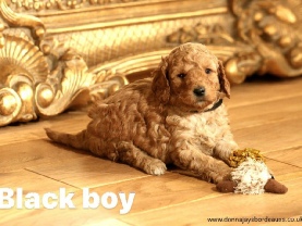 Cavapoo puppies