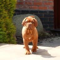 dogue de bordeaux