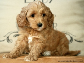 Cavapoo puppies
