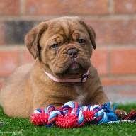 dogue de bordeaux fertility scan