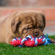 dogue de bordeaux fertility scan