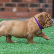 dogue de bordeaux fertility scan