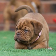 dogue de bordeaux fertility scan