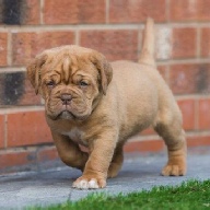 dogue de bordeaux fertility scan