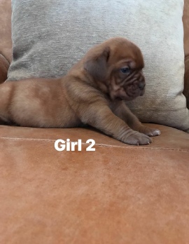 Donnajays Doge De Bordeaux