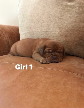 Donnajays Doge De Bordeaux