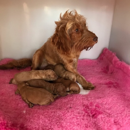 F1b Cockapoo puppies