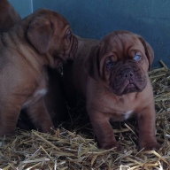 dogue de bordeaux puppies